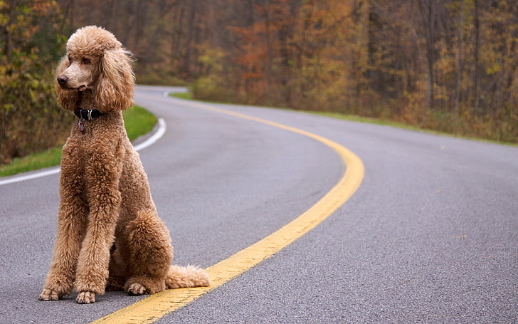 adult brown poodle, dog, curly, road, animal, pets, standard Poodle