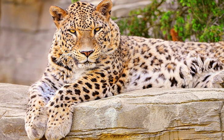2736x1824px | free download | HD wallpaper: Leopard, Big cat, Lies,  Beautiful, Happy, feline, animal wildlife | Wallpaper Flare