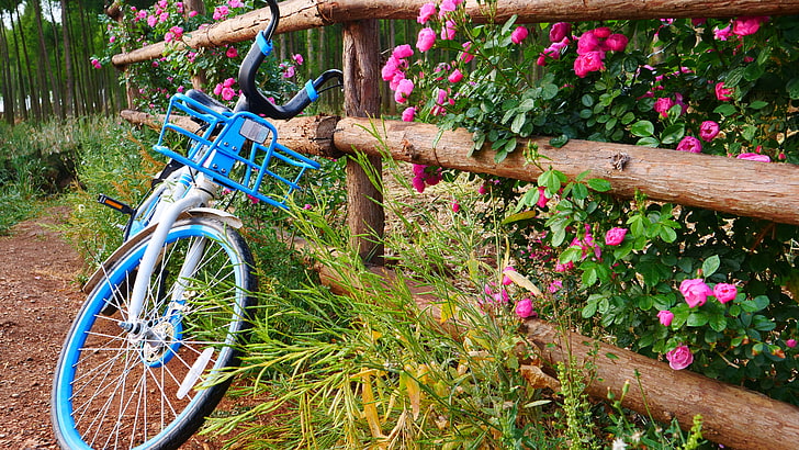 fence, bicycle, good morning, nature, bike, 5k uhd, flowers, HD wallpaper