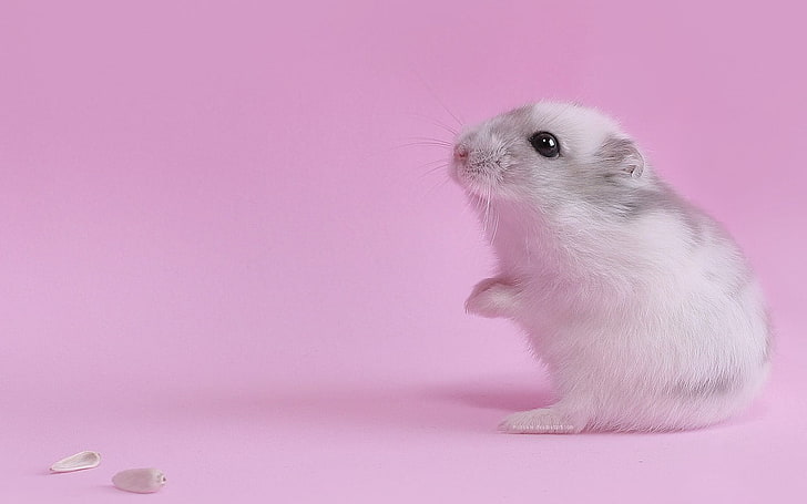 HD wallpaper: white rodent, pink, animals, hamster, closeup, pet, pink  color | Wallpaper Flare
