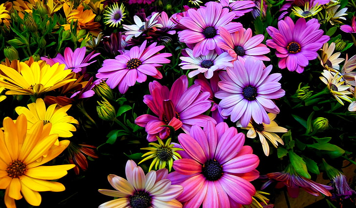 Spring flowers, Purple, Yellow, 4K, Daisy flowers, flowering plant, HD wallpaper
