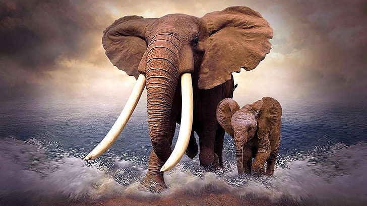 Discover more than 76 elephant wallpaper hd best