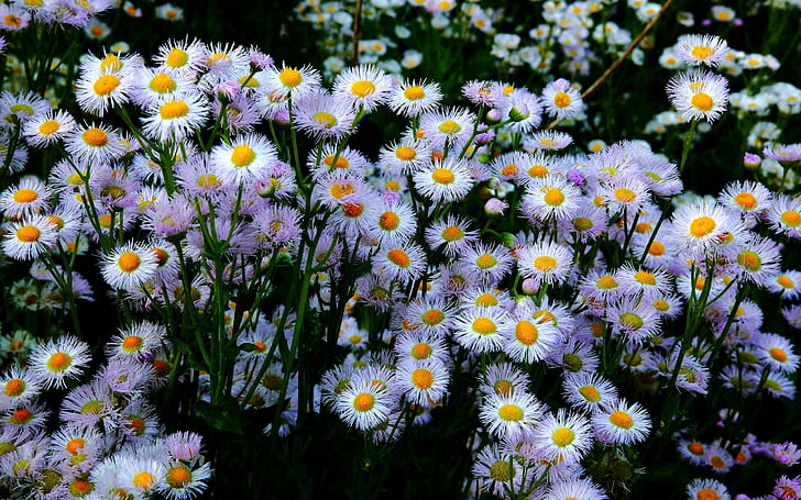 Bellis perennis, white flower field, flowers, 2560x1600
