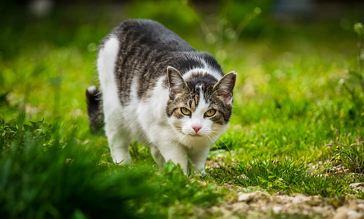 selective focus photography of silver and white cat on green grass lawn, donzdorf, cat, donzdorf, HD wallpaper