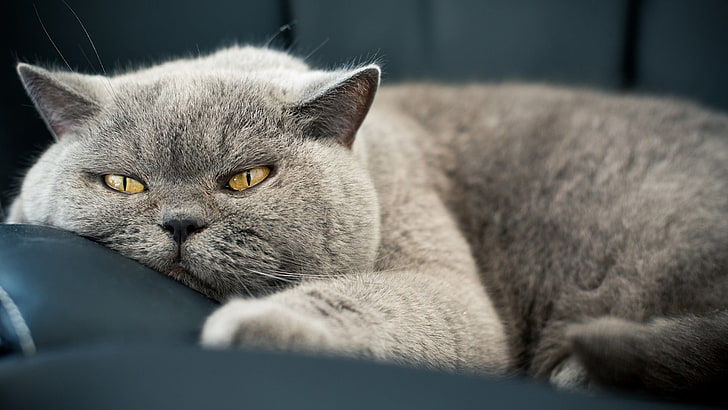 short-fur gray cat, feline, animals, lazy, British shorthair, HD wallpaper