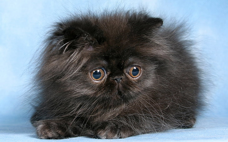 black Persian kitten, cat, fluffy, eyes, cute, animal, domestic Cat, HD wallpaper