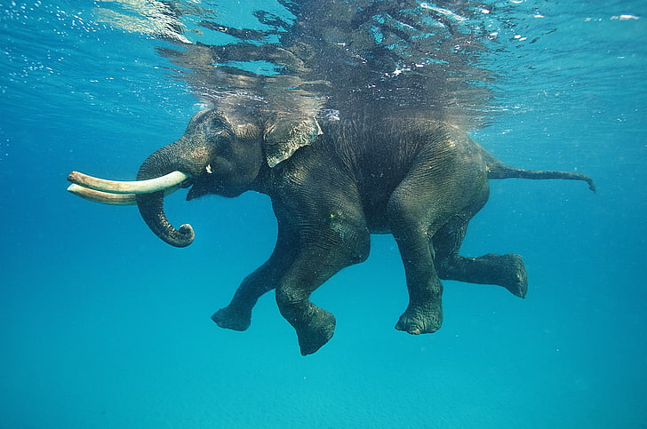 African elephant, nature, animals, water, underwater, swimming, HD wallpaper
