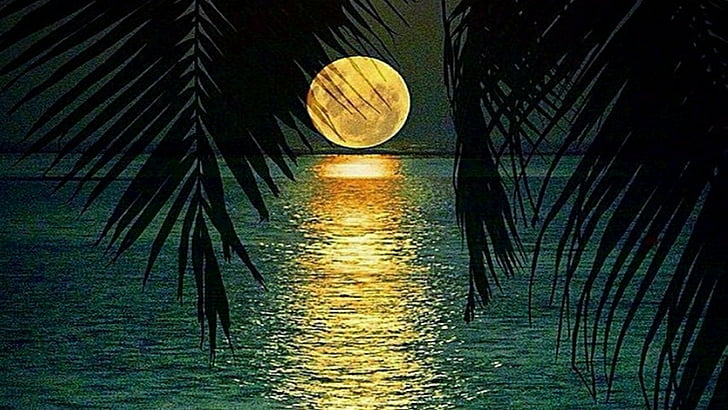 full moon, night sky, palm leaf, reflection, water, darkness