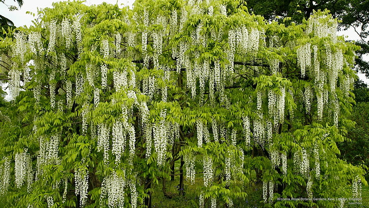 Wisteria, Royal Botanic Gardens, Kew, London, England, Flowers/Gardens, HD wallpaper