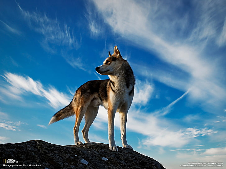 adult white and brown wolf, Siberian Husky , dog, Iceland, National Geographic