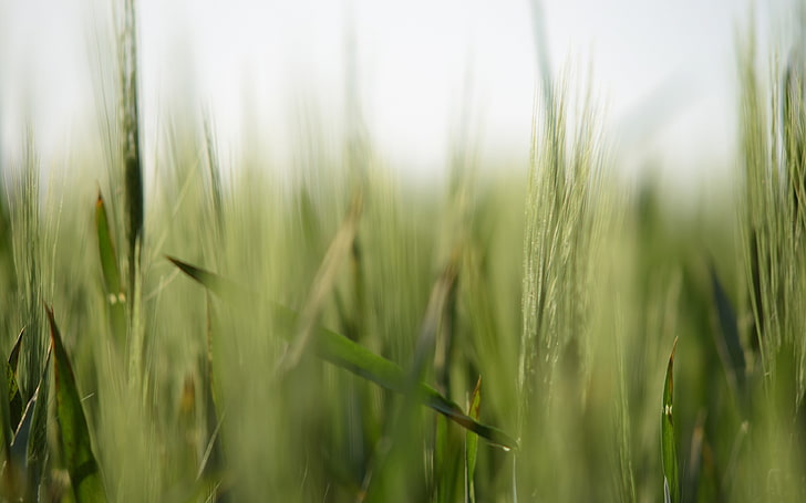 depth of field, spikelets, nature, macro, plants, grass, growth