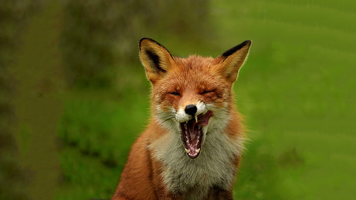 Fox yawn, red fox, fall, Nature, Amazing Animals, HD wallpaper