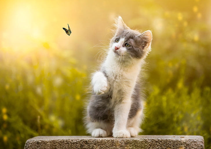 white and gray cat, white and gray kitten facing black flying butterfly selective photography