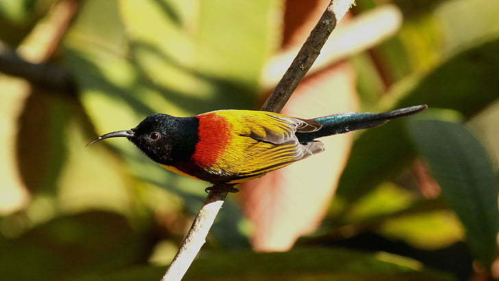 yellow, black, and green feathered bird with long beak perching on brown branch