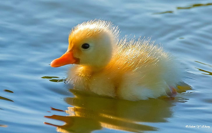 yellow duckling on rippling body of water in close up photography at day time, HD wallpaper
