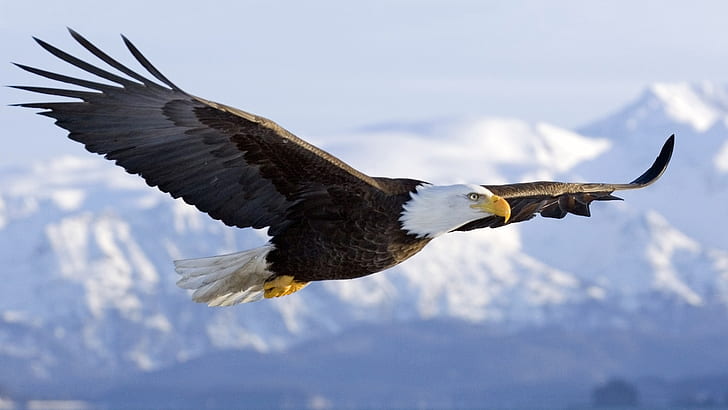 HD wallpaper: Bald Eagle In Mid air Flight Over Homer Spit Kenai Peninsula  Alaska Winter | Wallpaper Flare