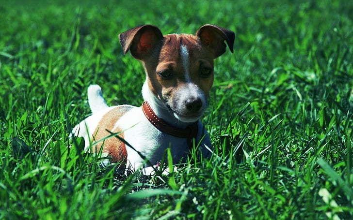 *** Jack Russel Terrier ***, tan and white jack russell terrier, HD wallpaper