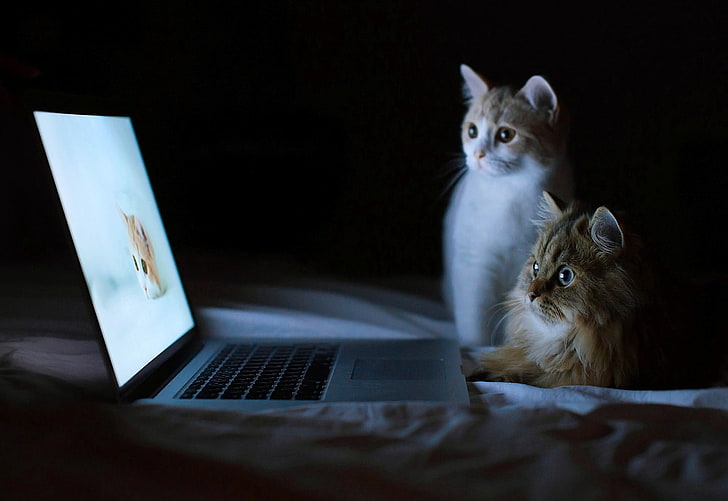 Cat laptop 1080P, 2K, 4K, 5K HD wallpapers free download | Wallpaper Flare