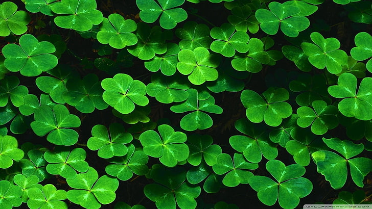green leafed plants, clovers, leaves, nature, green Color, backgrounds, HD wallpaper