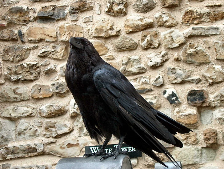 The Crow, black crow, raven, birds, animals, HD wallpaper