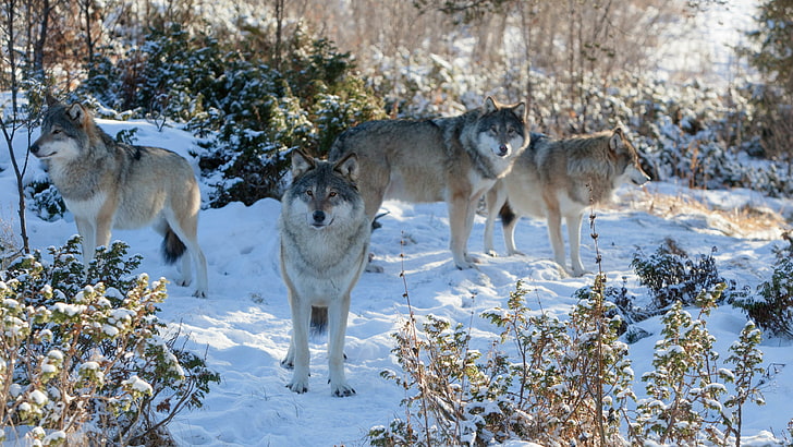 wolf, wildlife, nature, wolves, fauna, wilderness, winter, freezing, HD wallpaper