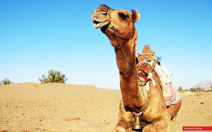 camels, animals, sand