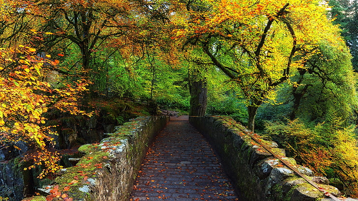 assorted-color leafed trees, nature, forest, bridge, river, Scotland, HD wallpaper