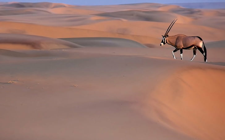 HD wallpaper: Animal, Oryx, Desert | Wallpaper Flare