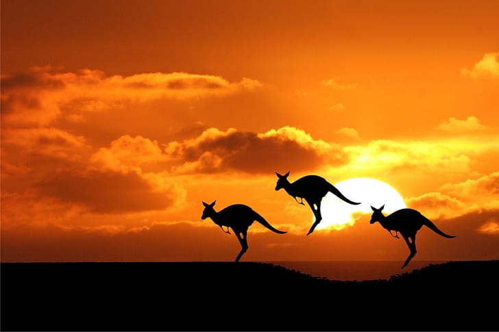 sunset australia kangaroos 1920x1280  Nature Sunsets HD Art
