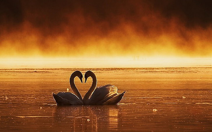 HD wallpaper: love-swans- | Wallpaper Flare