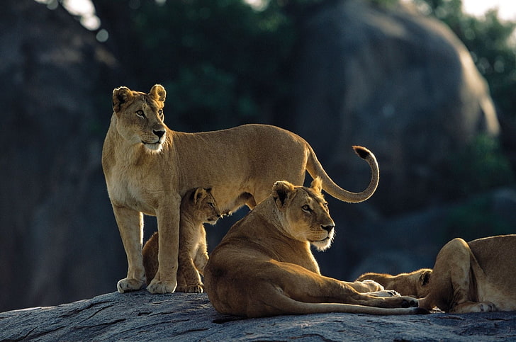 HD wallpaper: pack of lioness, lions, rocks, down, family, hunting,  predators | Wallpaper Flare
