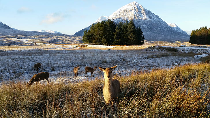 four brown deer during daytime, wild, red deer, wild, red deer