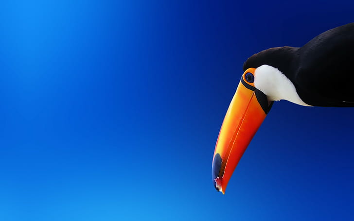 nature, animals, birds, toucans, gradient, blue background, HD wallpaper