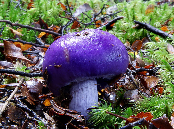 purple mushroom surrounded by brown and green grass, Cortinarius porphyroideus