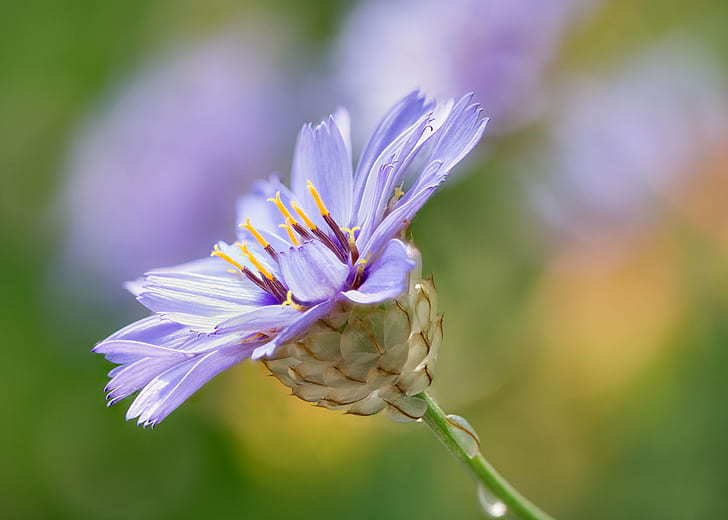 purple petaled flower in selective focus photography, floral