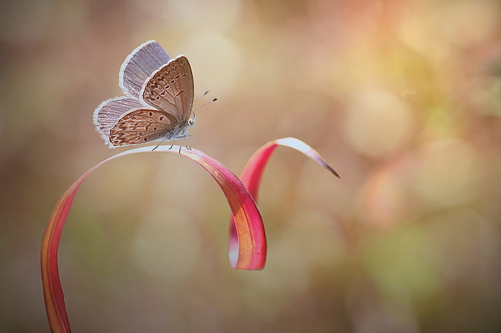 photography, nature, macro, depth of field, butterfly, bokeh