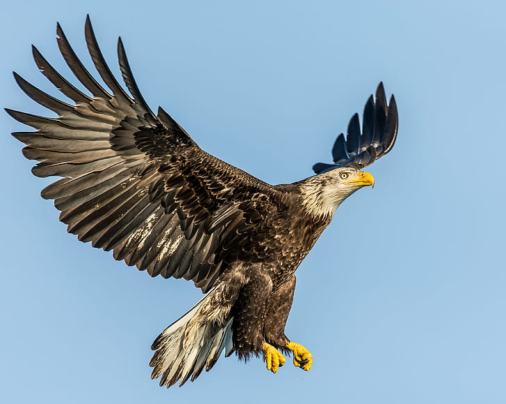 American Eagle, Adult, Nature, Lens, eagle - Bird, bird of Prey