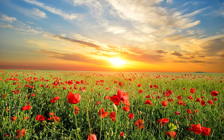 Poppies flowers field, beautiful sunset, red flower fields