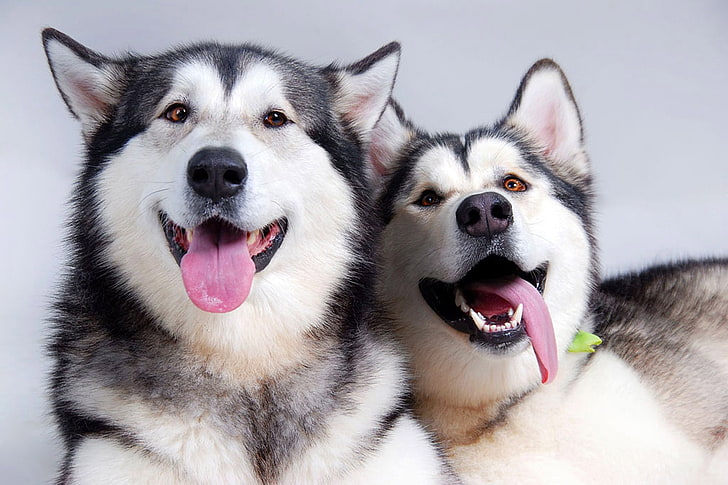 two adult white-and-black Siberian huskies, dogs, husky, couple