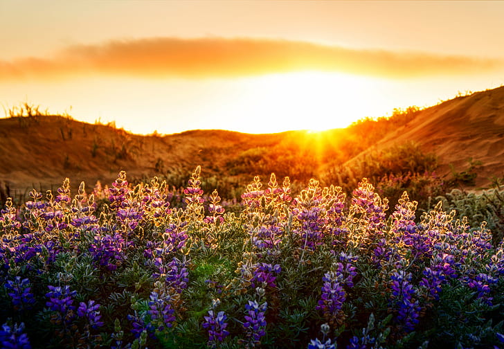bed of purple petaled flower with golden hour background, lupines, lupines