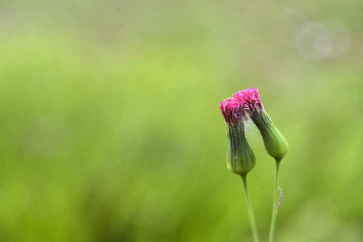 shallow focus photography of pink flower buds, Kiss, Nikon  D800, HD wallpaper