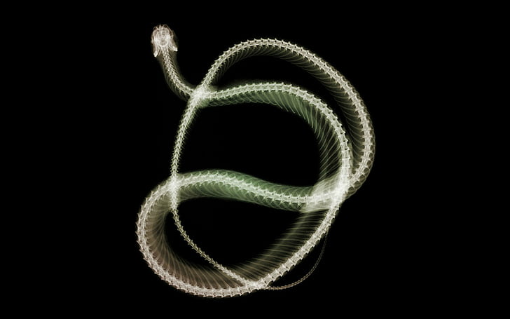 Reptiles, Snake, Artistic, Photography, X-Ray