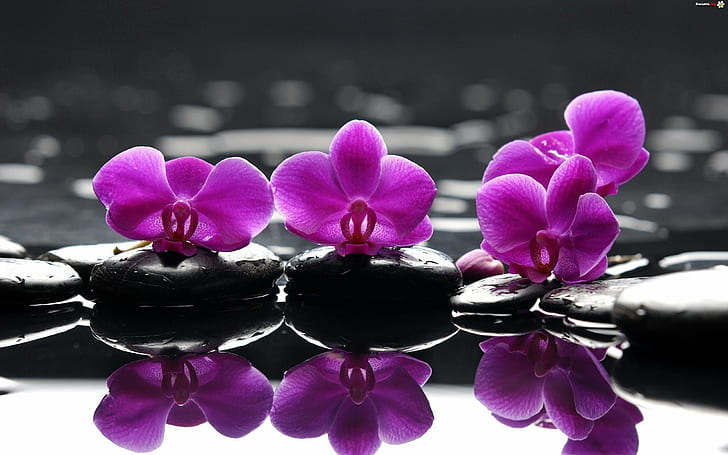 Orchids & Stones, flowers, nature and landscapes, HD wallpaper