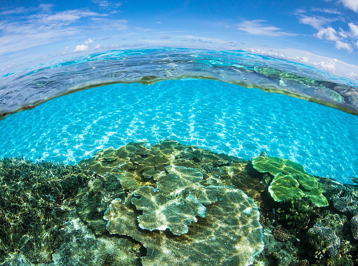 Half Underwater Half Above Water HD Wallpaper, green coral reefs
