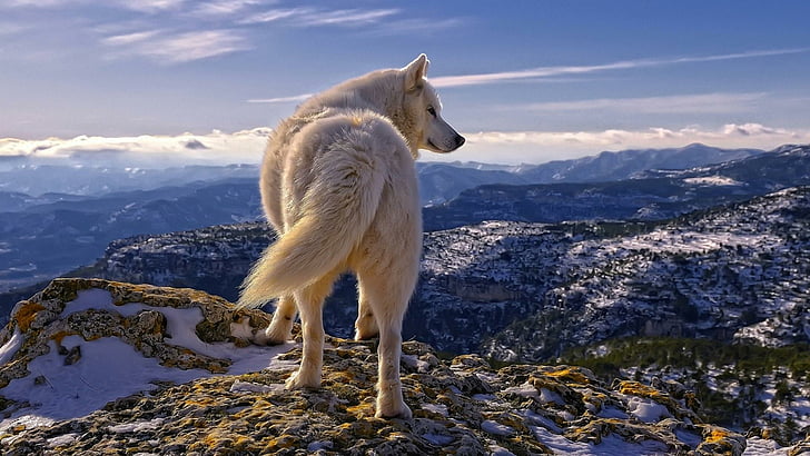 white wolf, sky, hill, wildlife, wild animal, peak, landscape, HD wallpaper