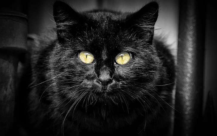 Black cat, yellow eyes, black background, black fur cat, HD wallpaper