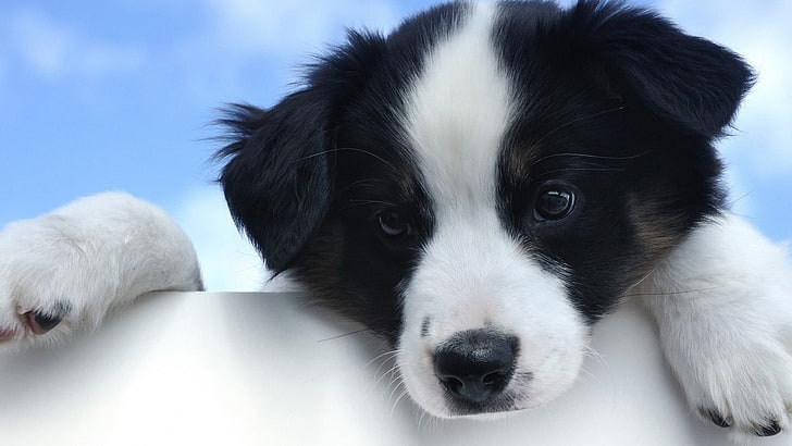 black and white puppy, dog, puppies, Border Collie, animals, domestic, HD wallpaper