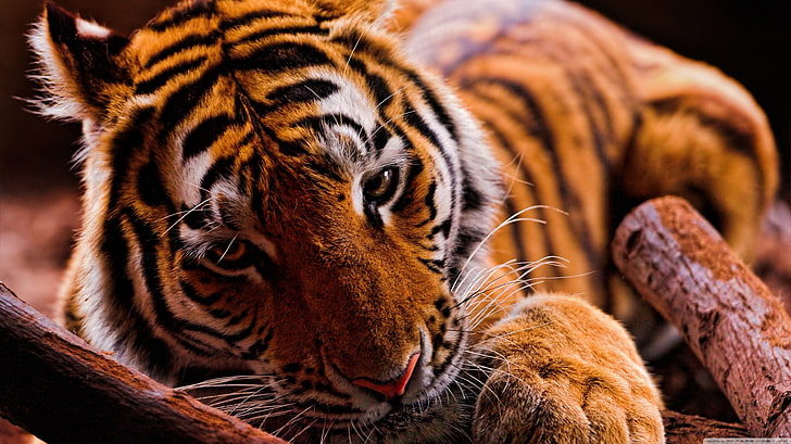 brown and black tiger, animals, wildlife, striped, mammal, carnivore, HD wallpaper