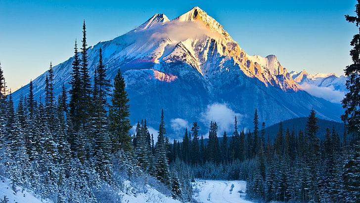 freezing, pine, pine forest, canadian rockies, canada, alberta, HD wallpaper
