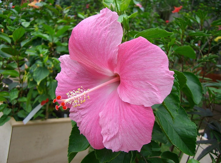 pink hibiscus, flowering, green, beautifully, plant, petal, flowering plant, HD wallpaper